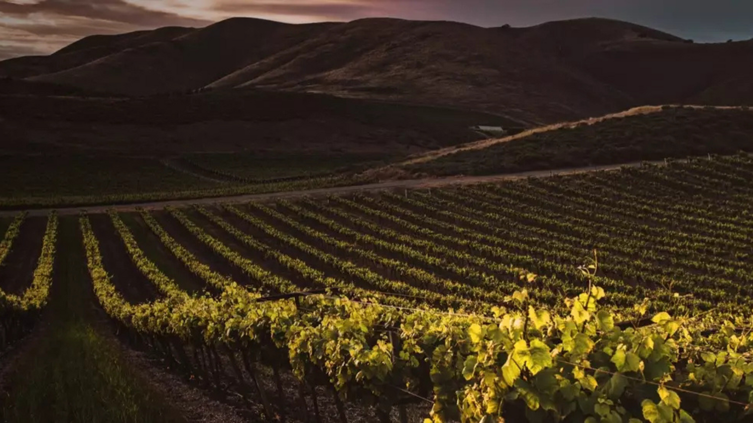 Nachhaltig bewirtschafteter Weinberg in Georgien mit grünen Reben und natürlicher Landschaft