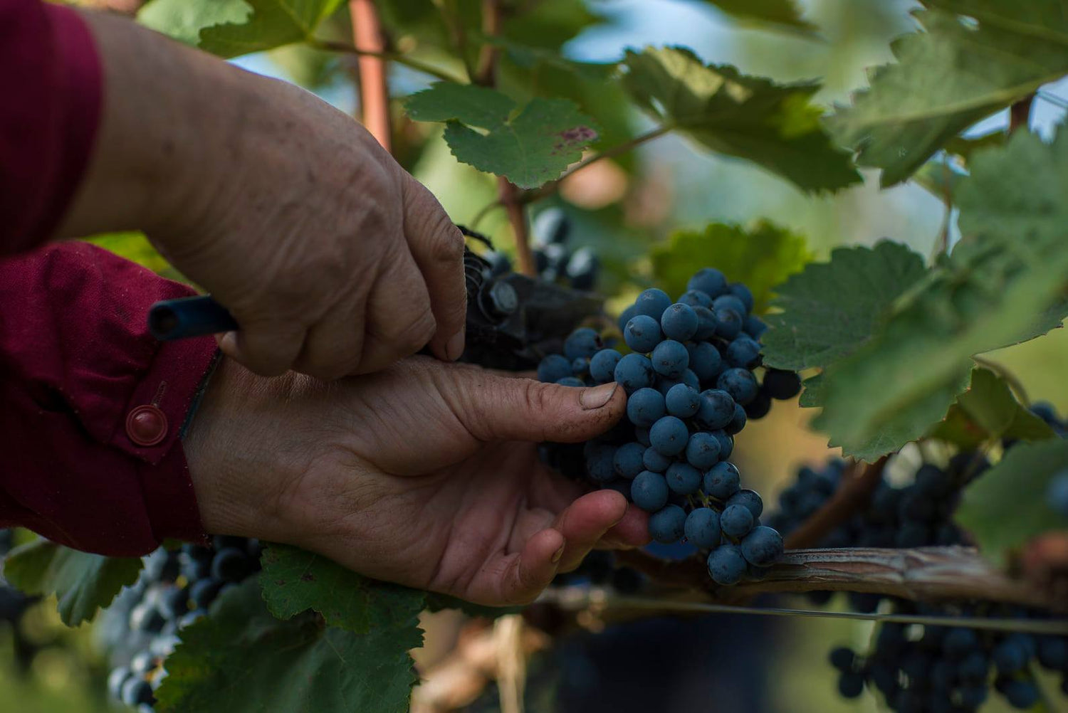 Georgische Weintrauben werden per Hand geerntet – eine jahrhundertealte Tradition der Weinherstellung