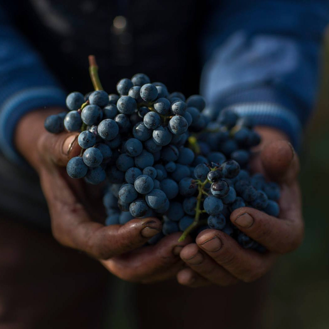 Saperavi-Trauben aus Georgien – über 8000 Jahre Weinbau-Tradition in der Wiege des Weins